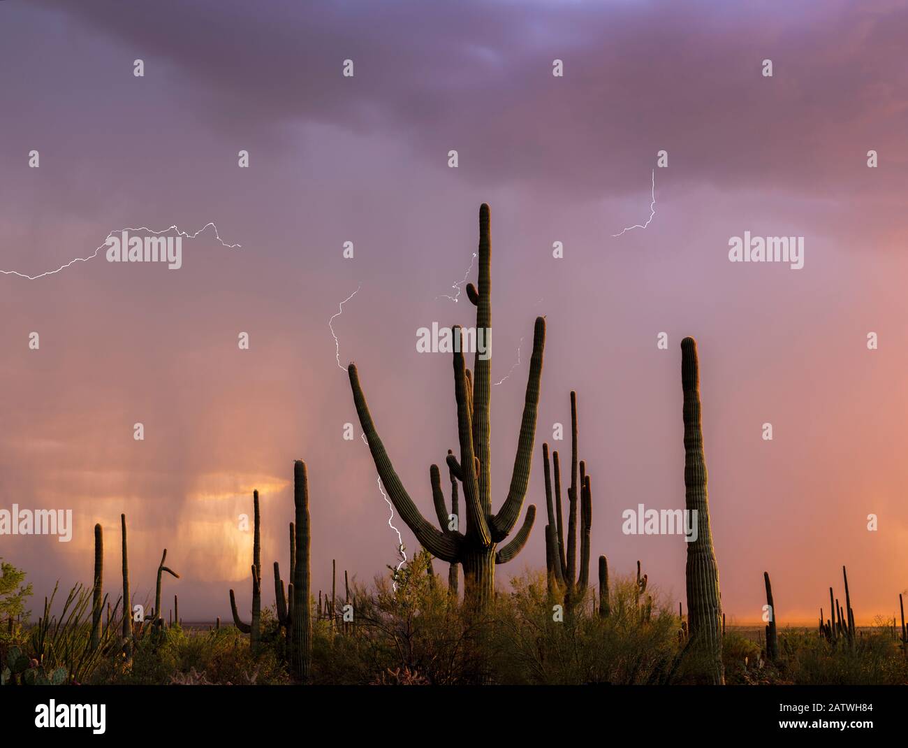 Saguaro cacti (Carnegia gigantea) at sunset, during a summer rain storm. Saguaro National Park, Sonoran Desert, Arizona, USA, August. Digital composite. Stock Photo
