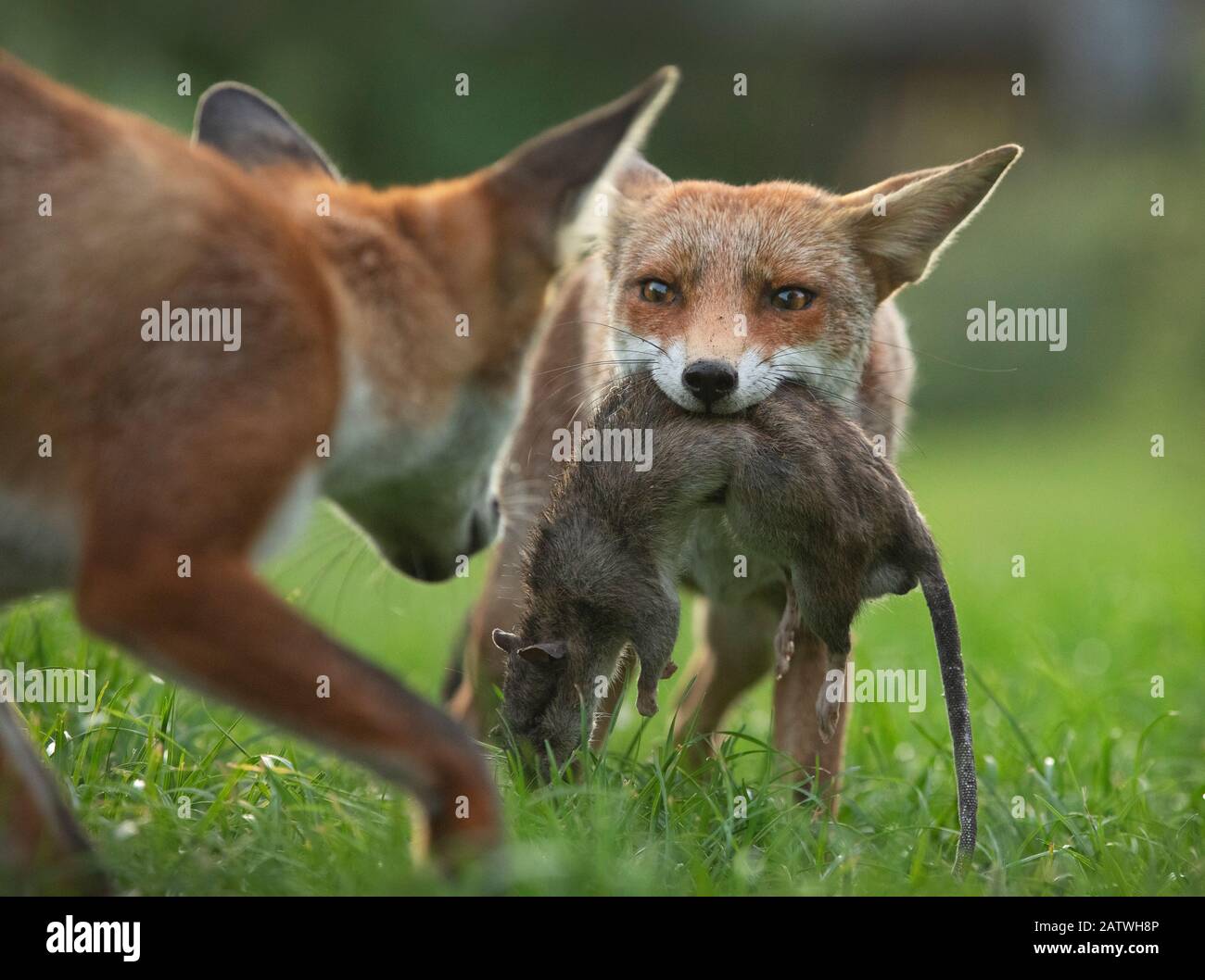 Red fox (Vulpes vulpes) cub defending its kill (a large dead Brown rat (Rattus norvegicus)) from another cub, North London, UK. August. Stock Photo