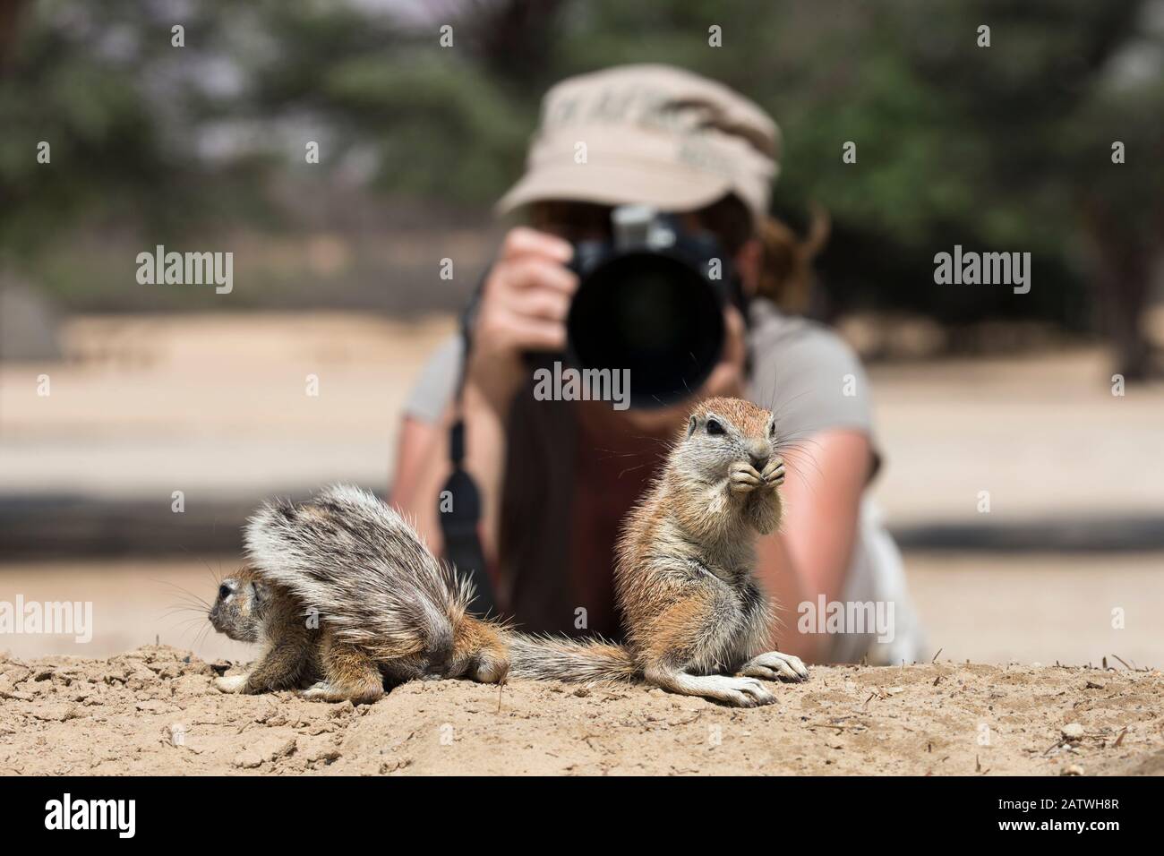Photographer Ann Toon photographing Cape ground squirrels (Xerus inauris) Kgalagadi Transfrontier Park, South Africa, January 2016. Model released. Stock Photo