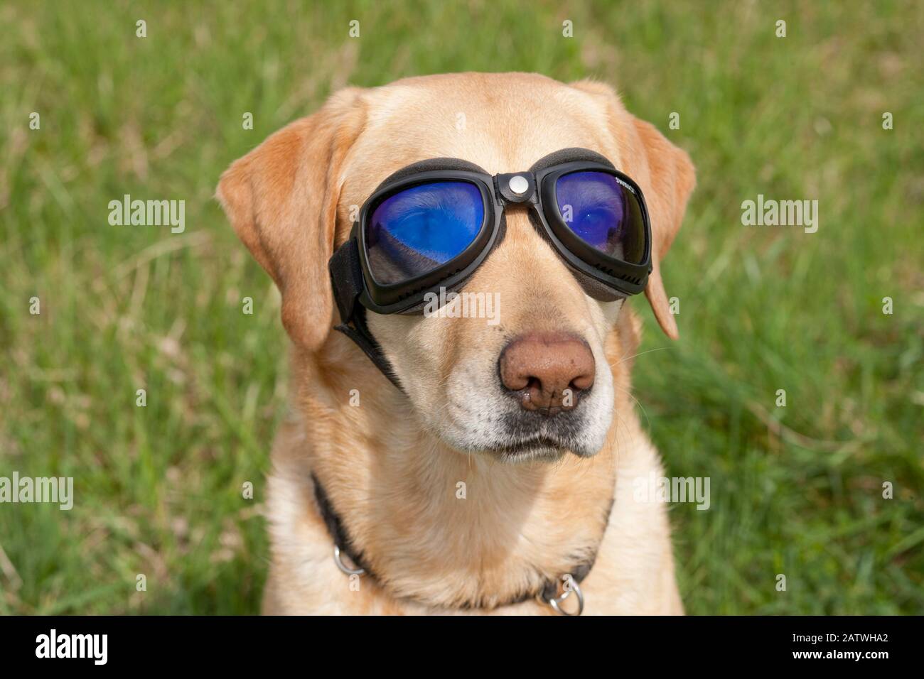 Labrador Retriever dog waering special sunglasses for dogs. Germany Stock Photo