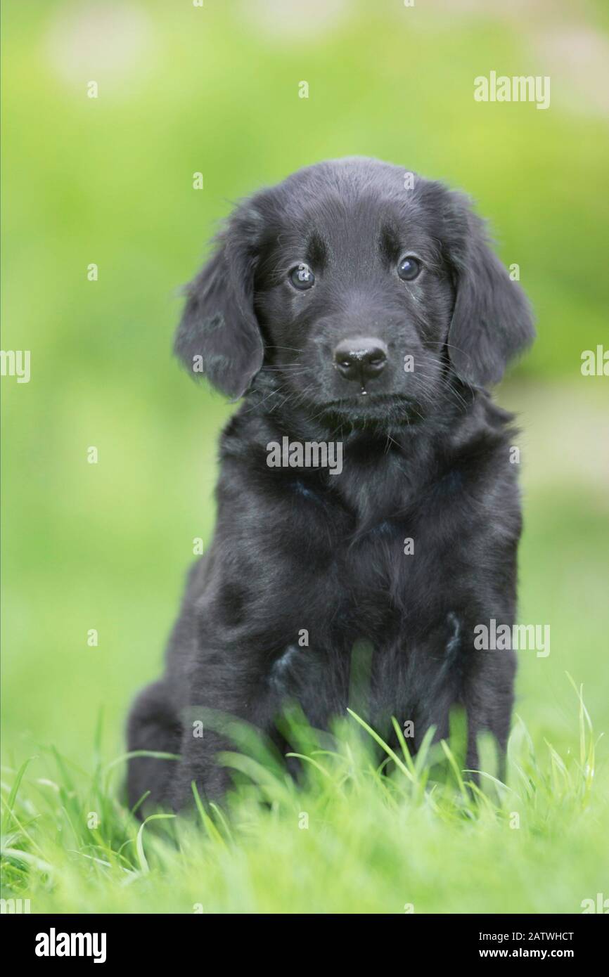 flat retriever puppies