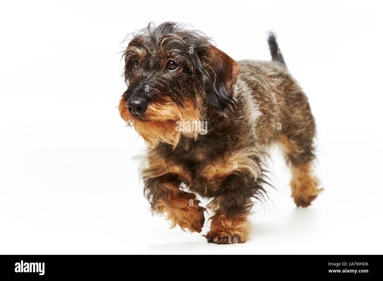 Wire-haired Dachshund. Adult dog walking. Studio picture against a white background. Germany Stock Photo