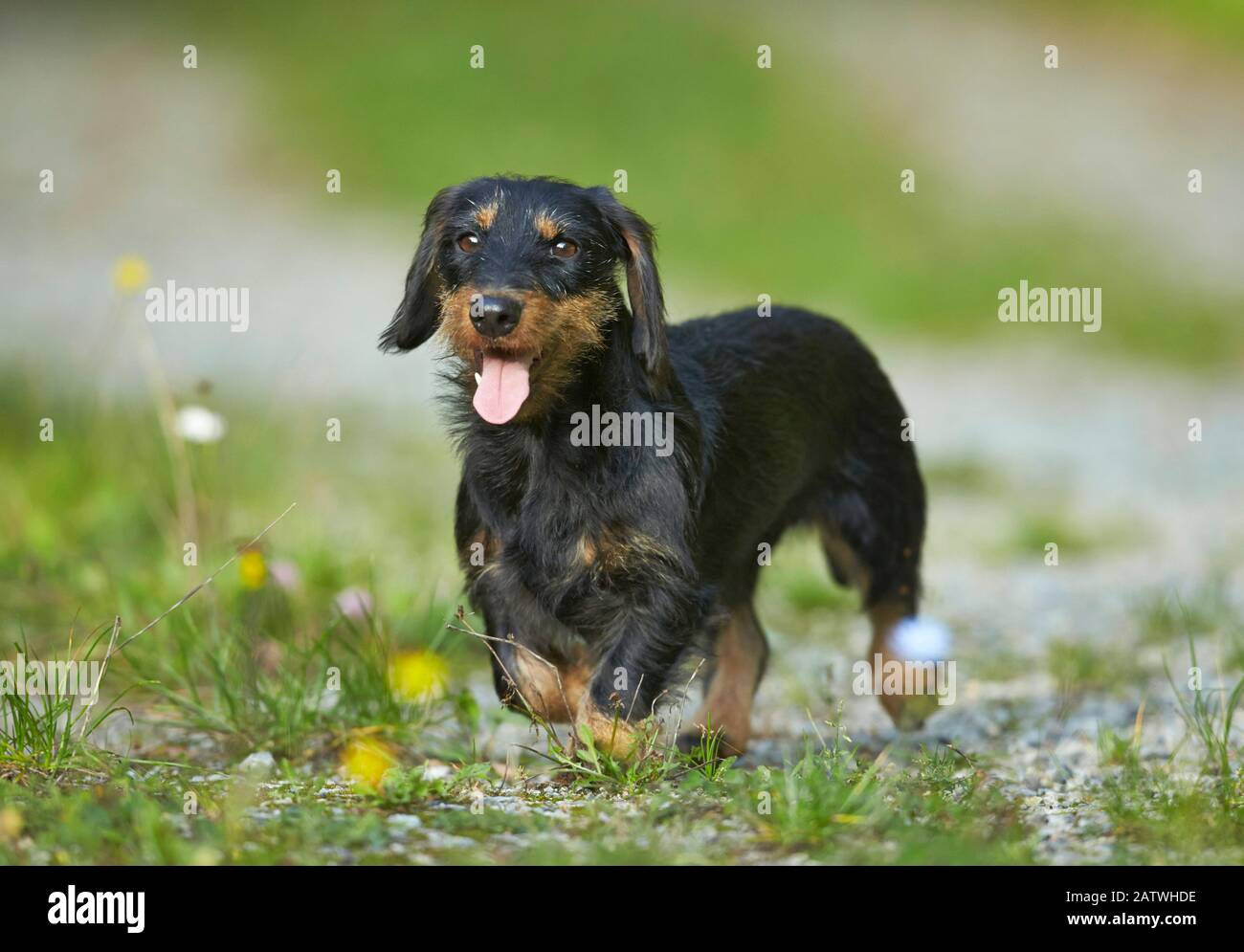 Wire-haired Dachshund. Adult dog walking on a path. Germany Stock Photo