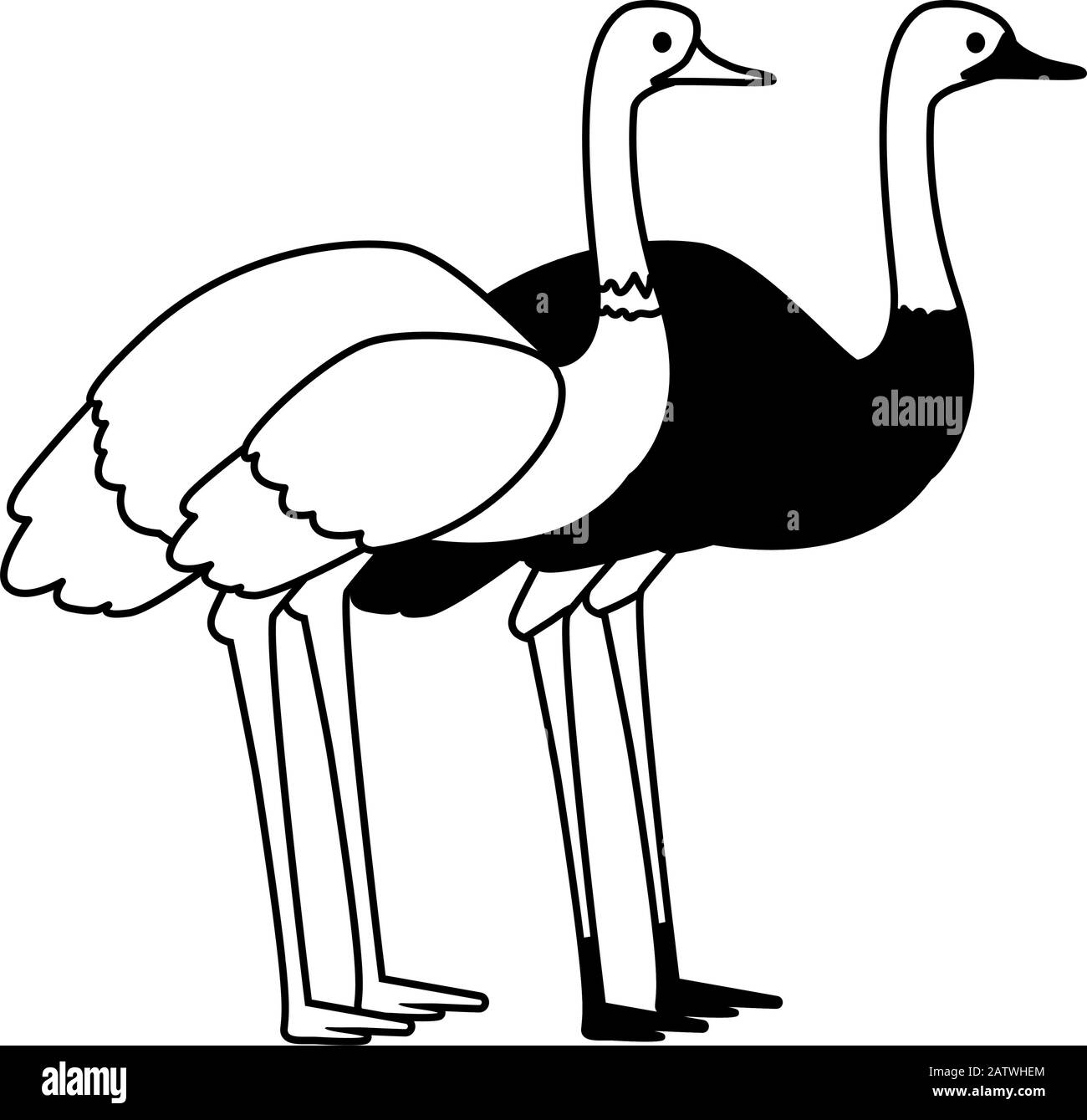emu and ostrich on white background vector illustration design Stock ...