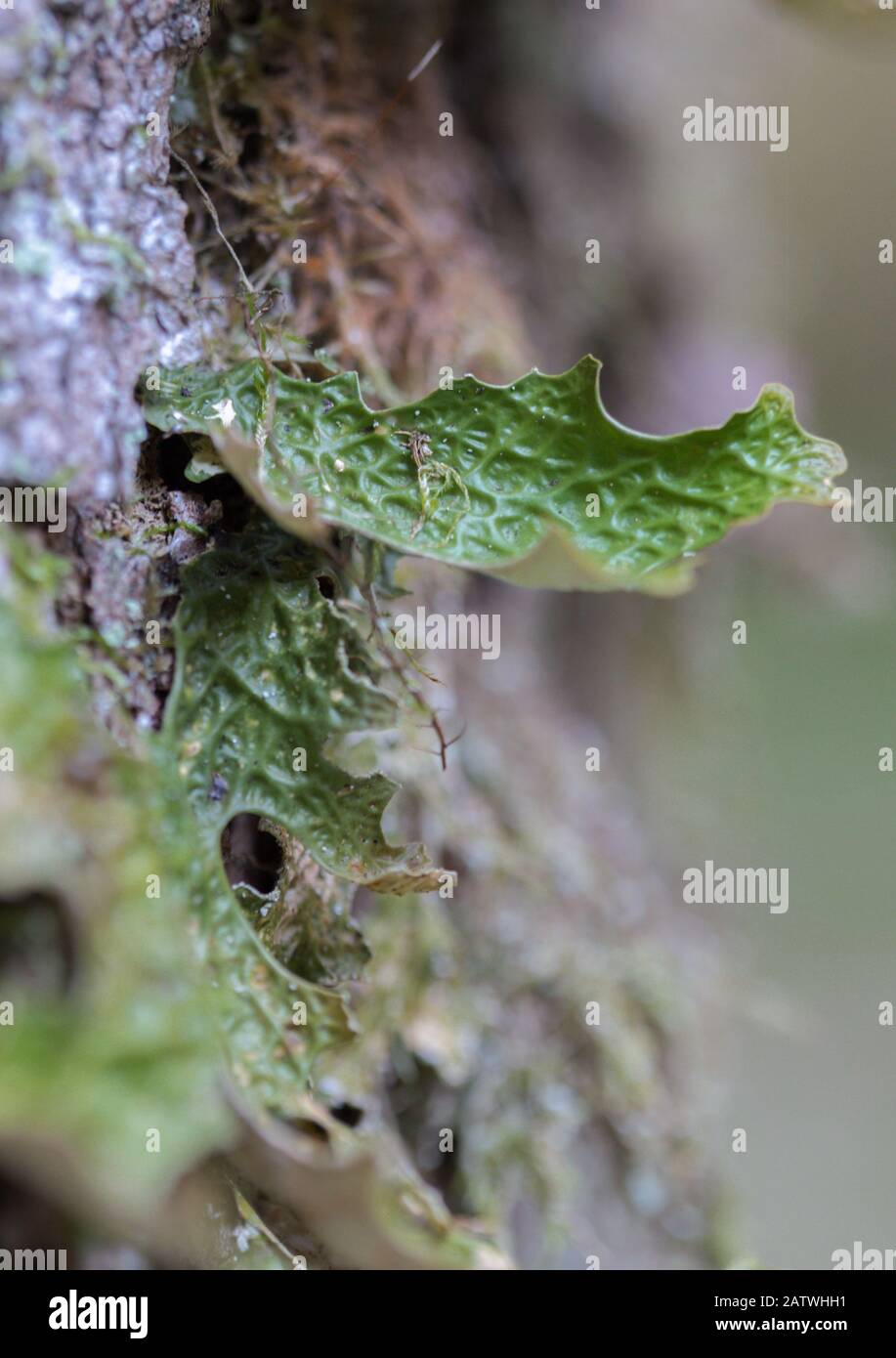 Lobaria pulmonaria, or oak lungwort rare lichens in the primary beech forest that growing on the bark old trees Stock Photo