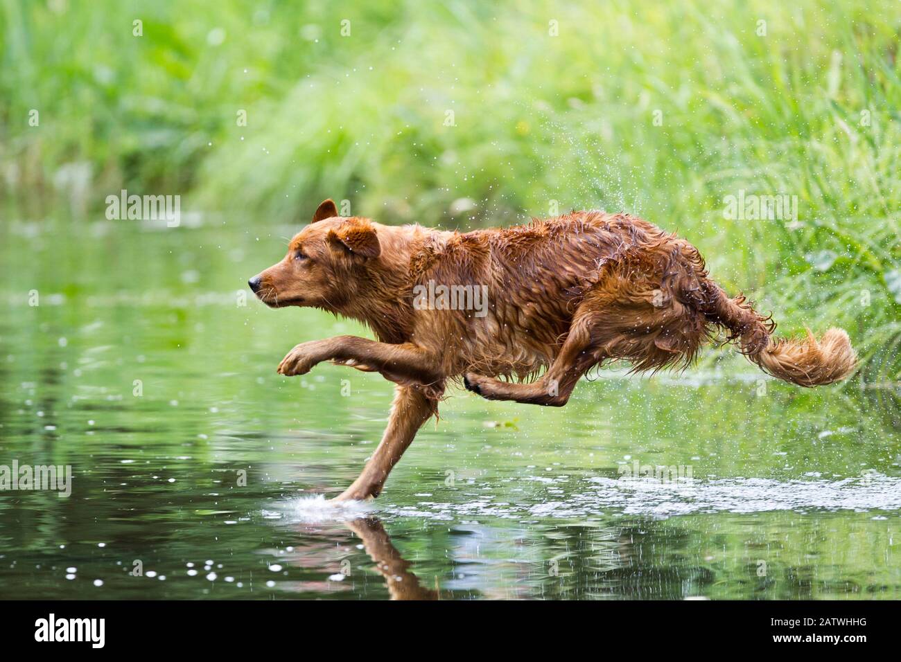 How Do You Teach A Dog To Jump Into Water