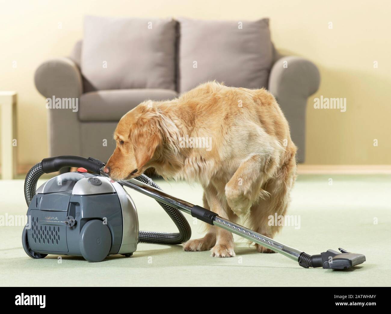 A Golden Retriever considers whether he takes a treat from a vacuum cleaner. Germany Stock Photo