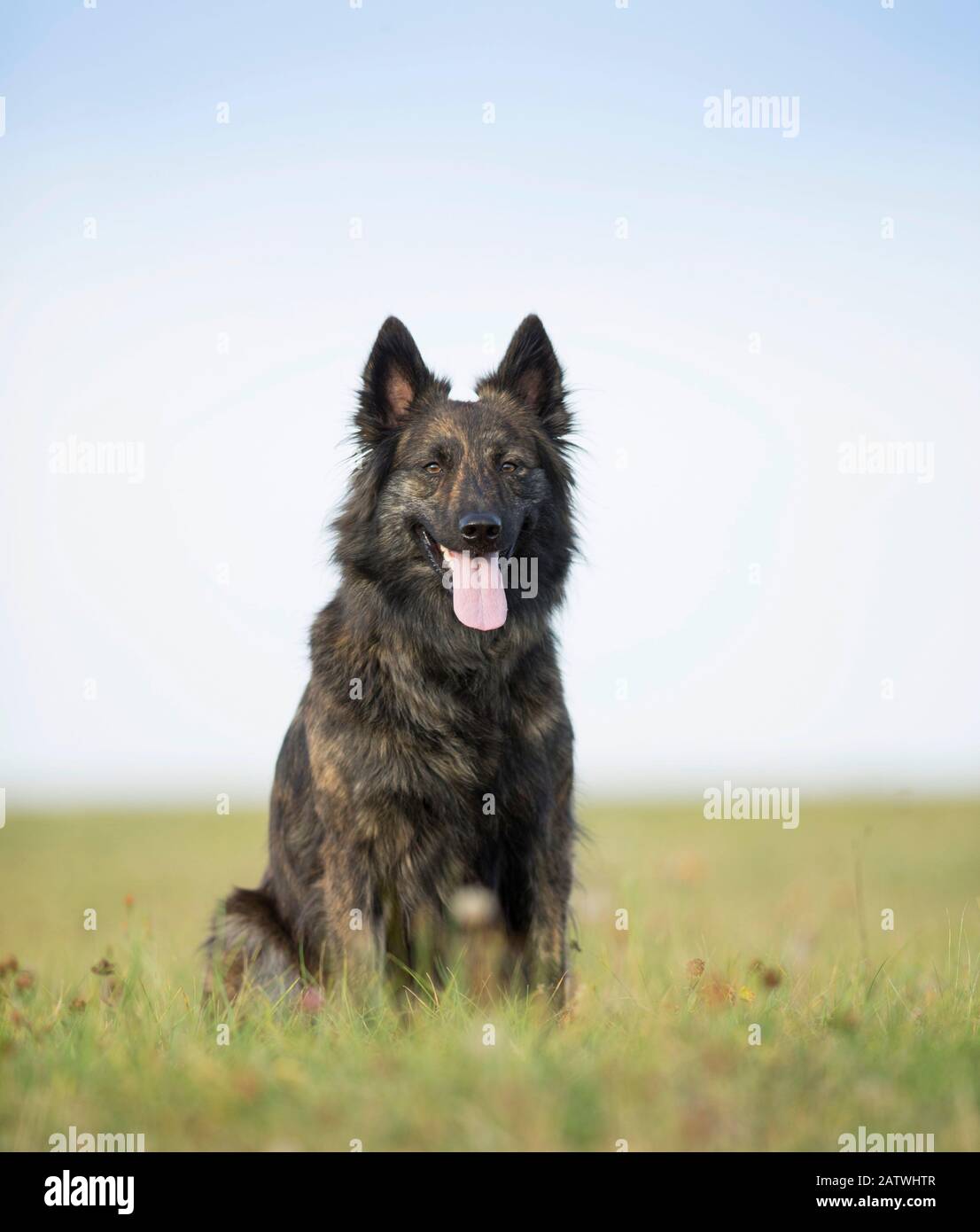 Brindle long haired store german shepherd