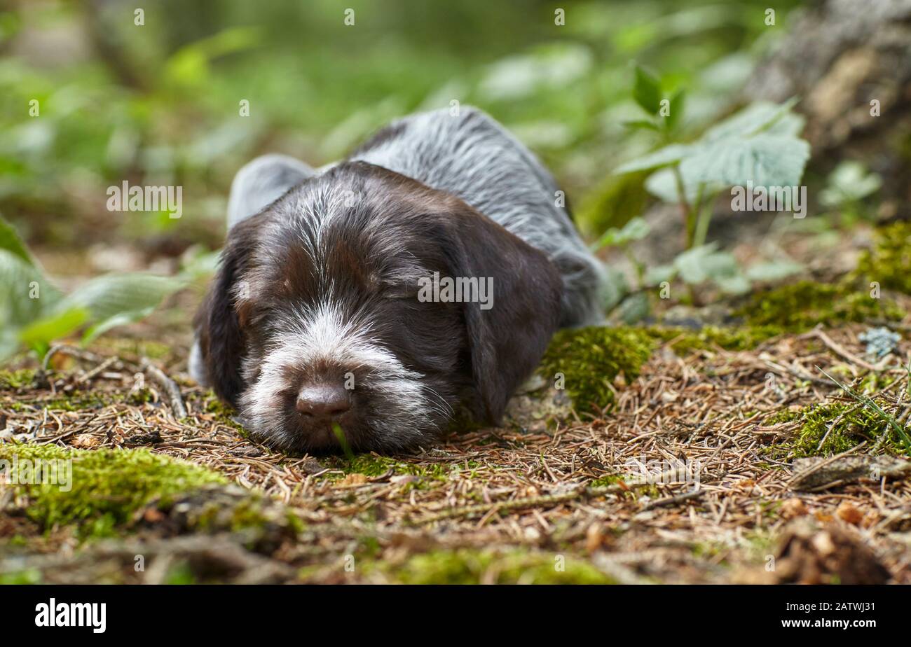 German Wirehaired Pointer Puppies : How To Train A German Shorthaired Pointer Puppy Gsp Training Timeline American Kennel Club, We did not find results for: