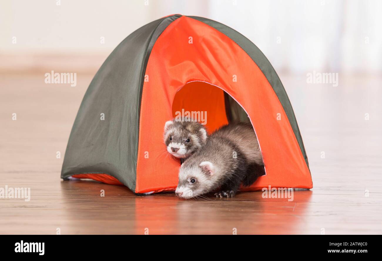 ferret tent