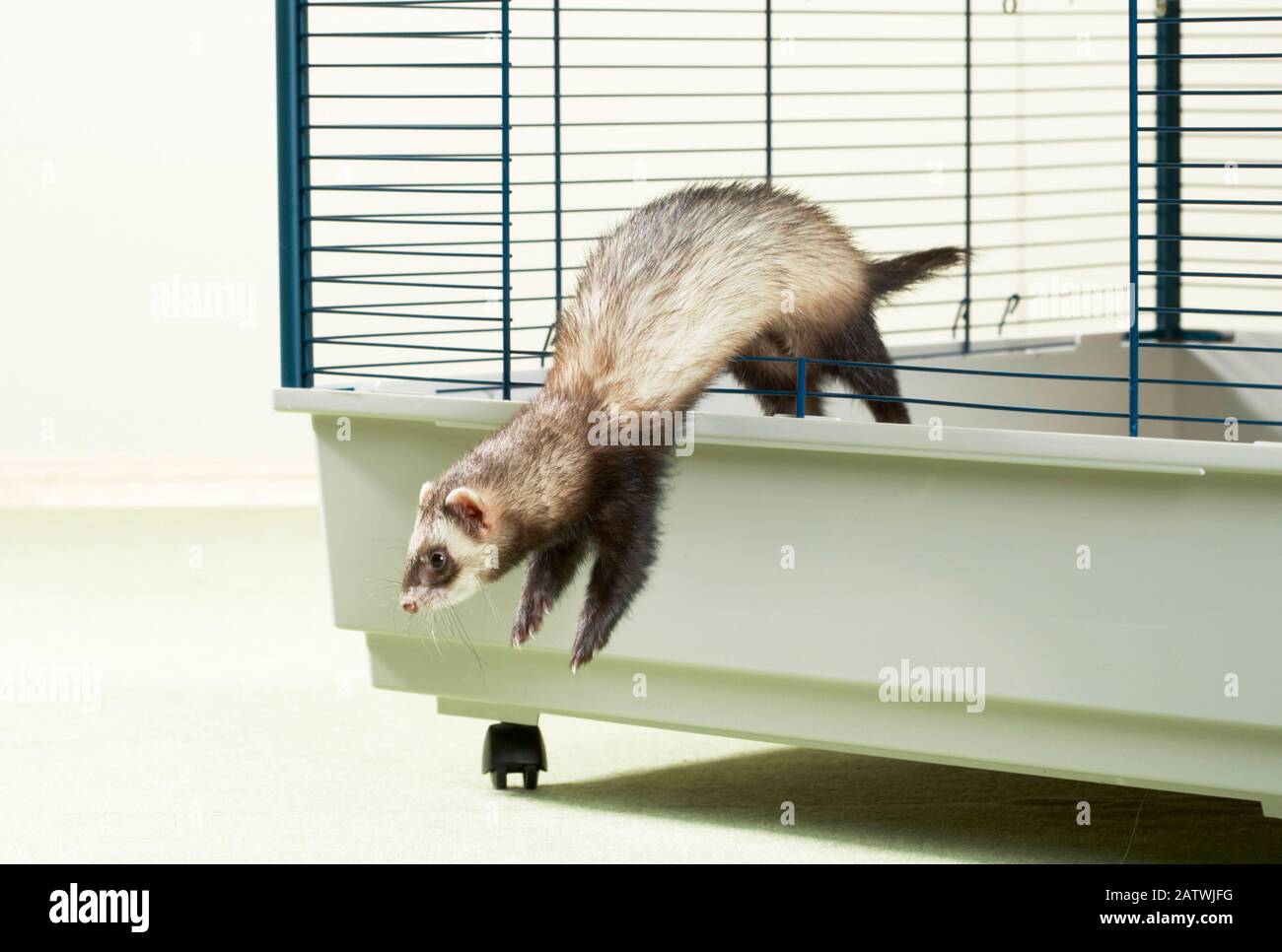 Ferret (Mustela putorius furo) jumps out of its cage. Germany Stock Photo -  Alamy
