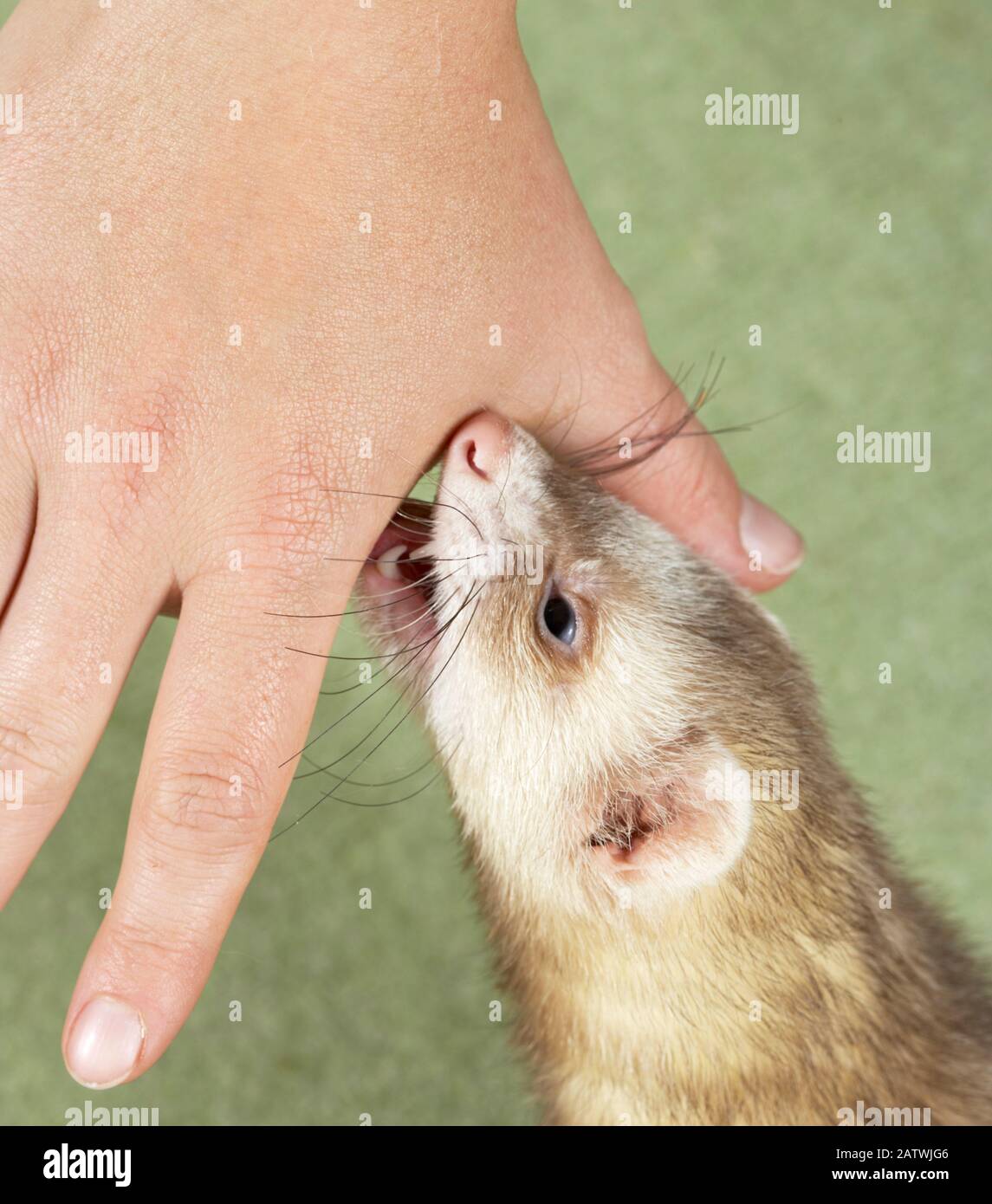 Меня укусила мышь. Меня укусила мышь. Меня укусила мышь. Удивленная мышь. Меня укусила мышь.