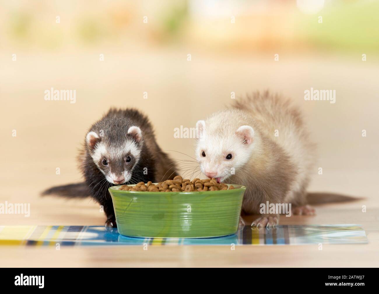 mustela adults