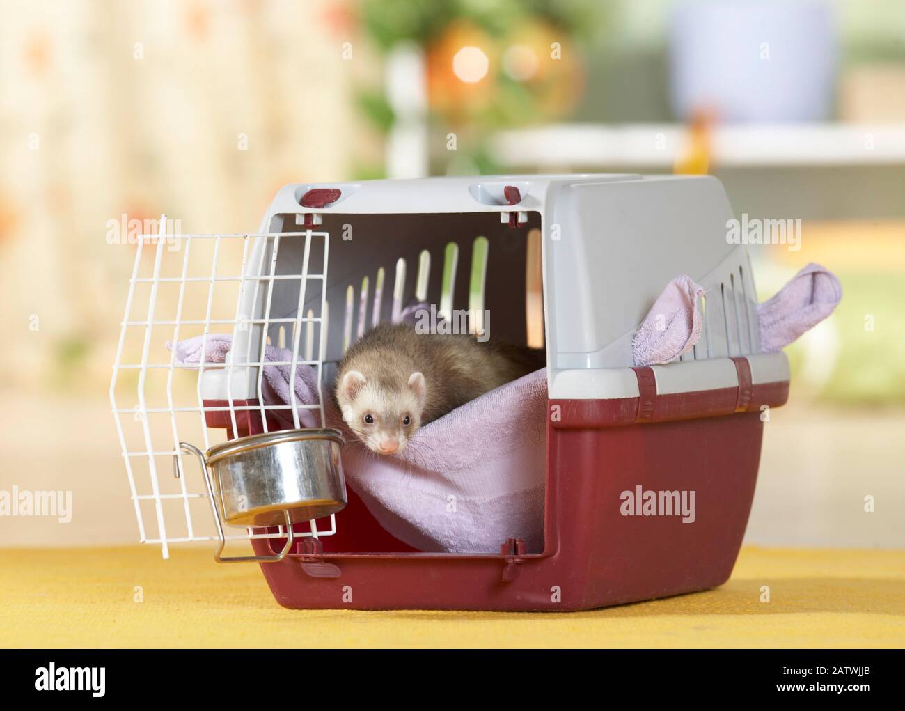 Ferret carrier 2025