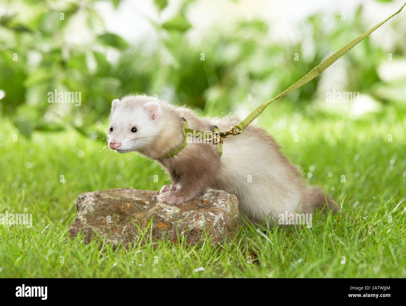 Ferret (Mustela putorius furo) with collar and leash on a meadow. Germany. Stock Photo