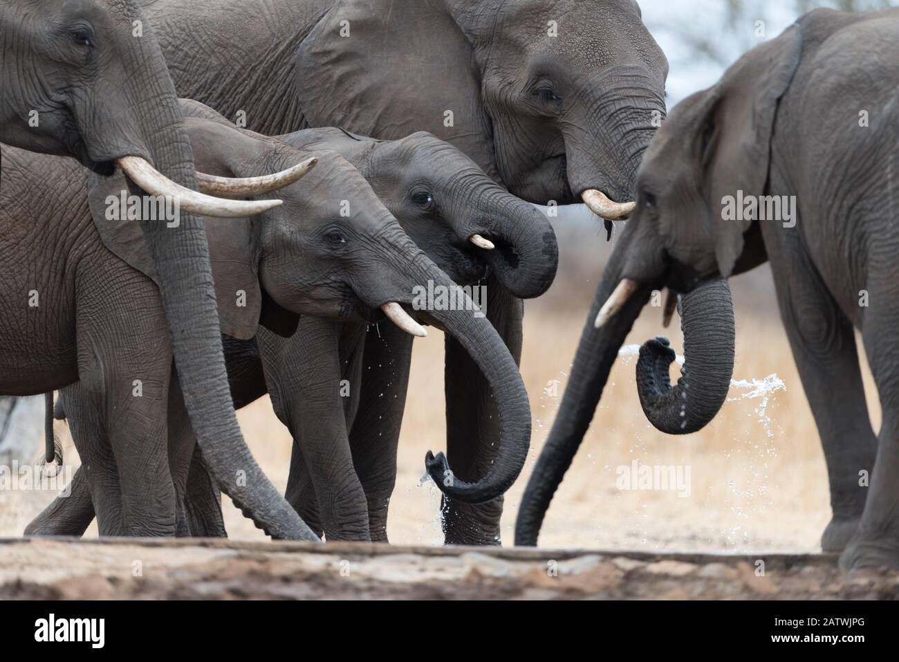 Elephant herd in the wilderness of Africa Stock Photo