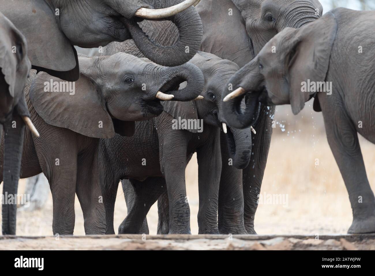Elephant herd in the wilderness of Africa Stock Photo