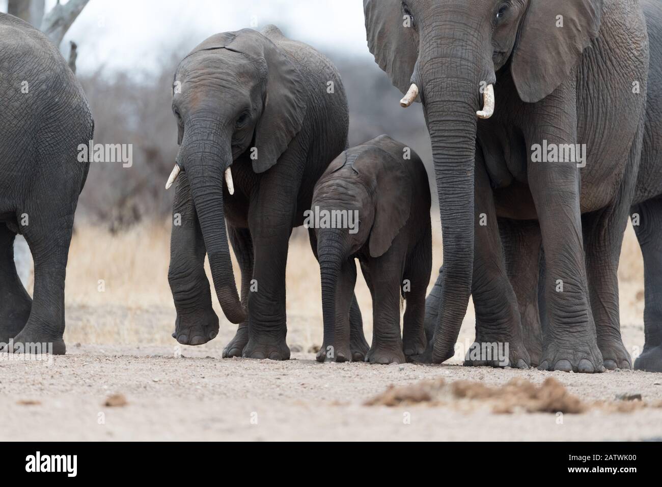 Elephant herd in the wilderness of Africa Stock Photo