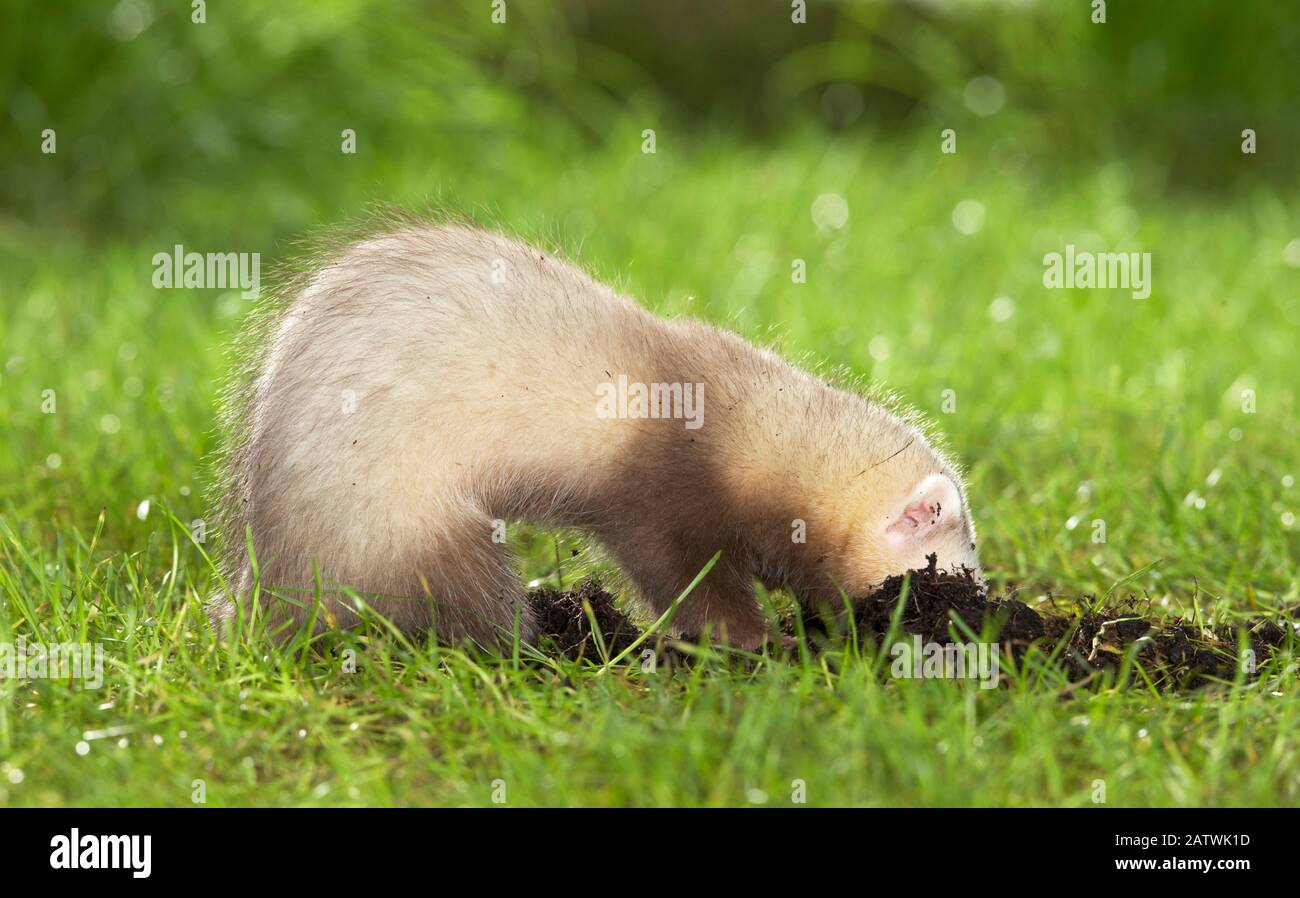 Ferret (Mustela putorius furo). Juvenile digging in a meadow. Germany Stock Photo