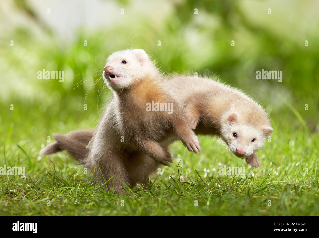 Pet ferret playing hi res stock photography and images Alamy