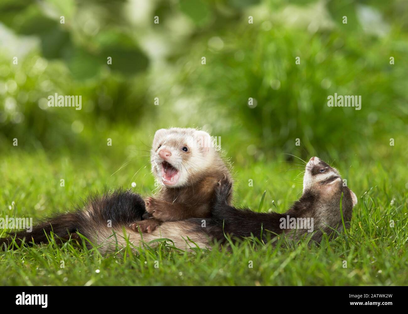 Ferret (Mustela putorius furo). Mother and young in a meadow. Germany em. Stock Photo