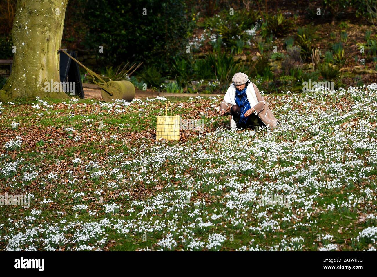 A woman photographs snowdrops in bloom at Painswick Rococo Garden, Painswick, Gloucestershire. Stock Photo