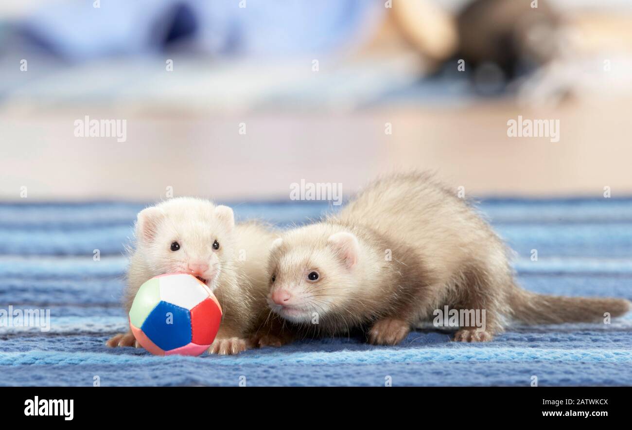 Ferret (Mustela putorius furo). Two young (7 weeks old) on a rug, playing with a ball.  Germany Stock Photo