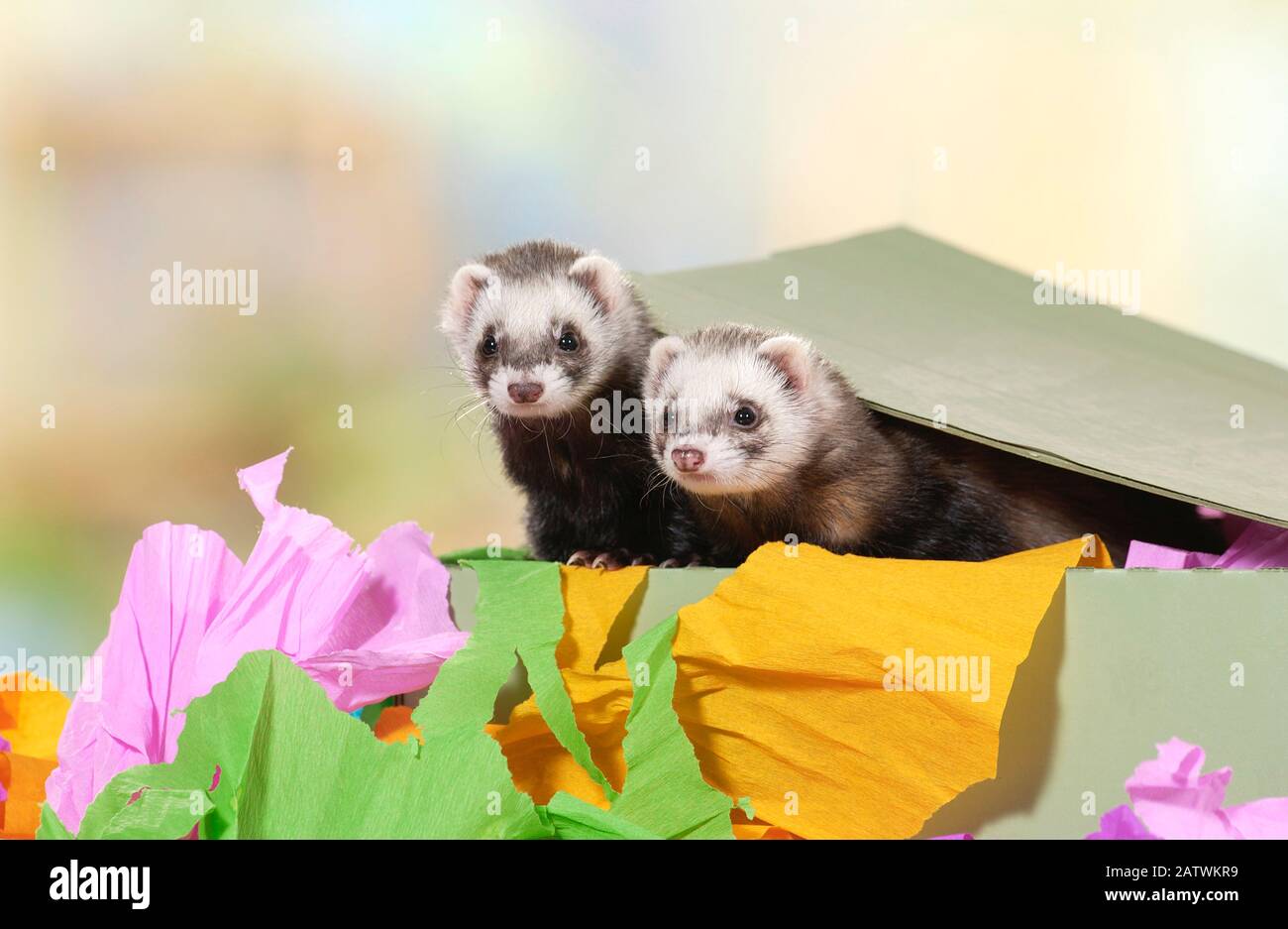 Ferret (Mustela putorius furo). Two animals in a box filled with