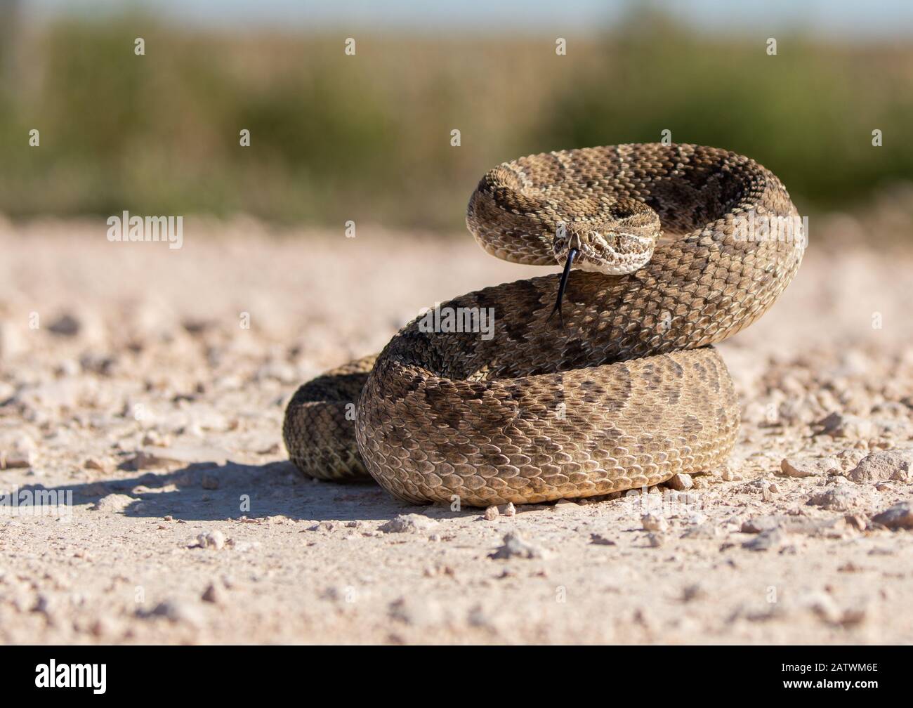 Texas Rattlesnake Curled Up ready to attack if needed, Stock Photo