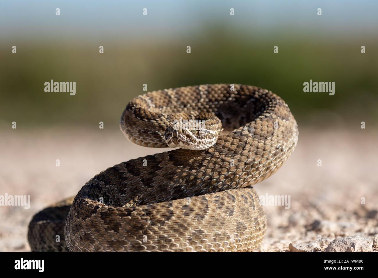 Rattlesnake ready to bite hi-res stock photography and images - Alamy