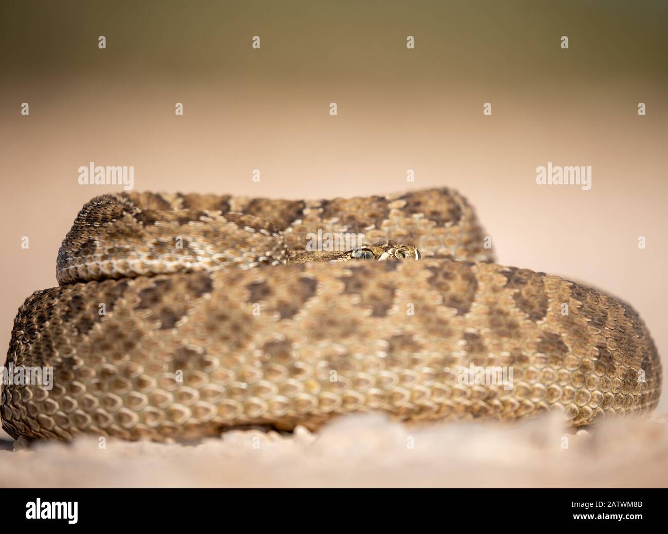 Texas Rattlesnake Curled Up ready to attack if needed, Stock Photo