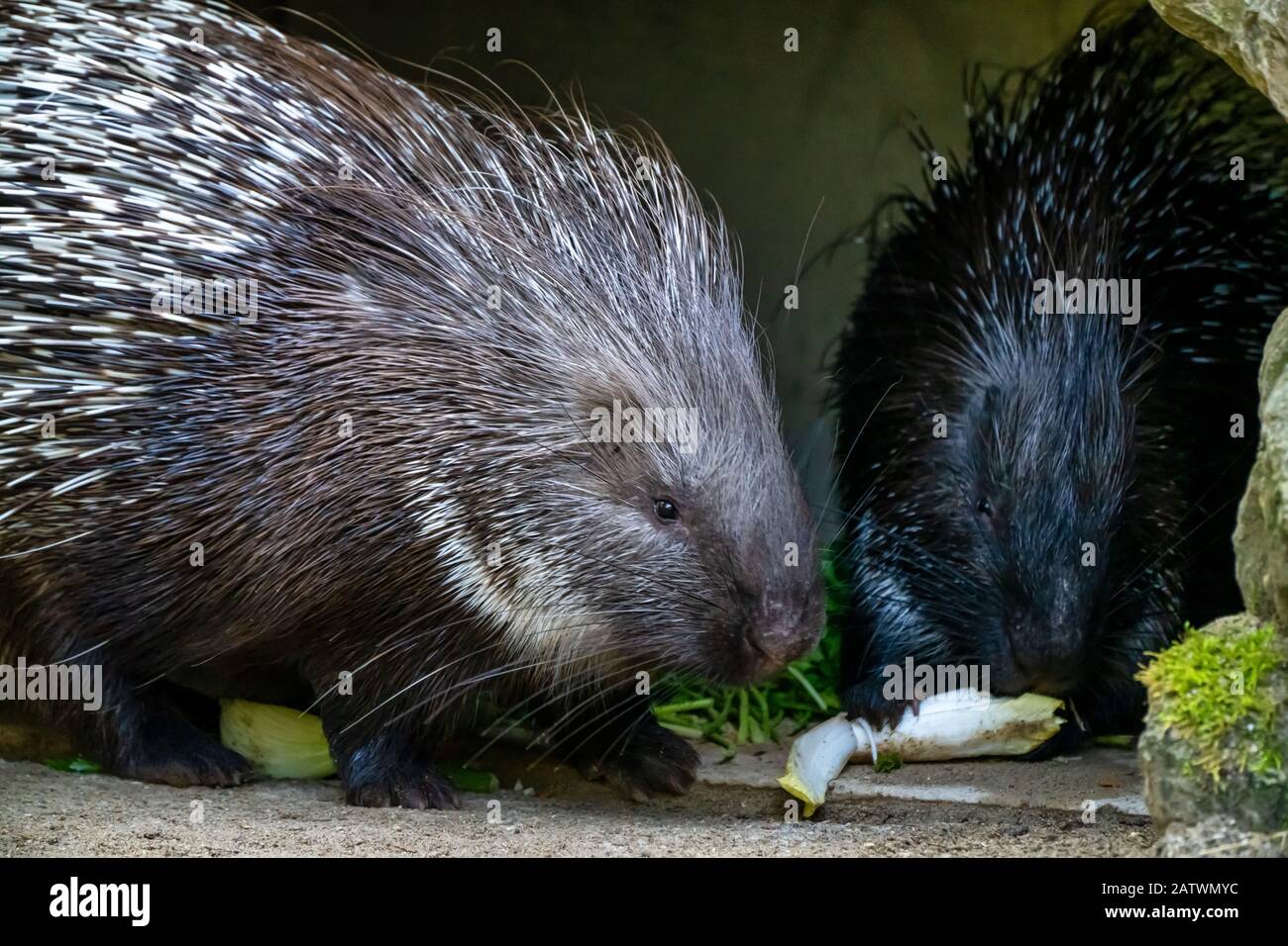 Indian crested Porcupine, Hystrix indica in a german zoo Stock Photo