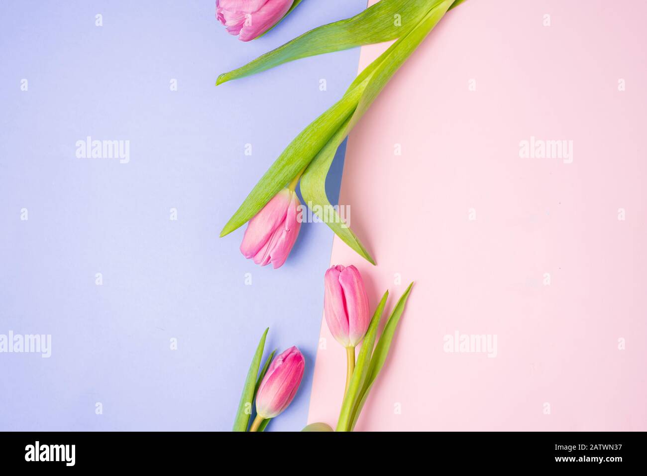 Closeup beautiful two tone blue and pink paper spring background with flowers tulips for copy space for text Stock Photo