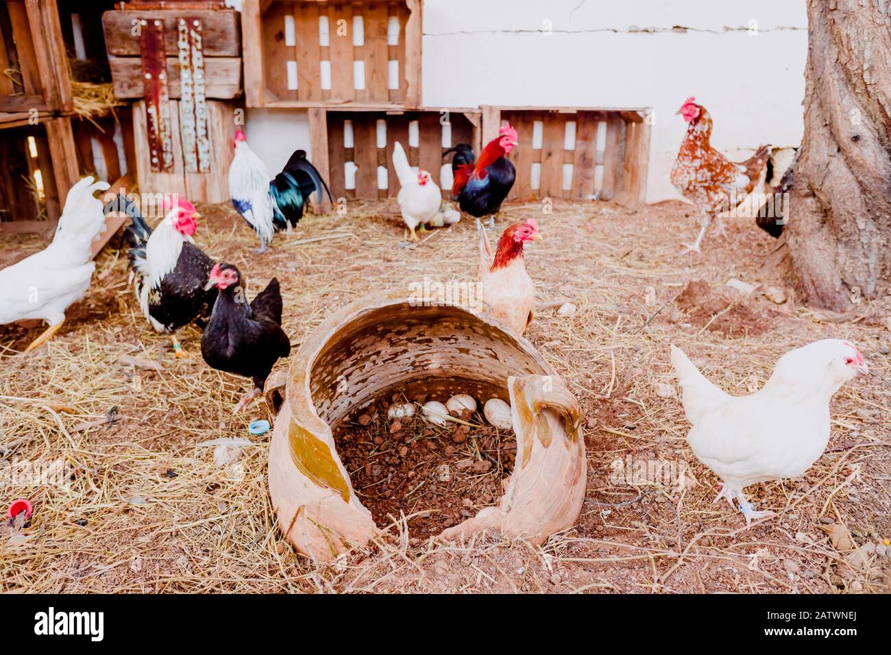 Roosters and chickens on the floor of a chicken coop in a farm with