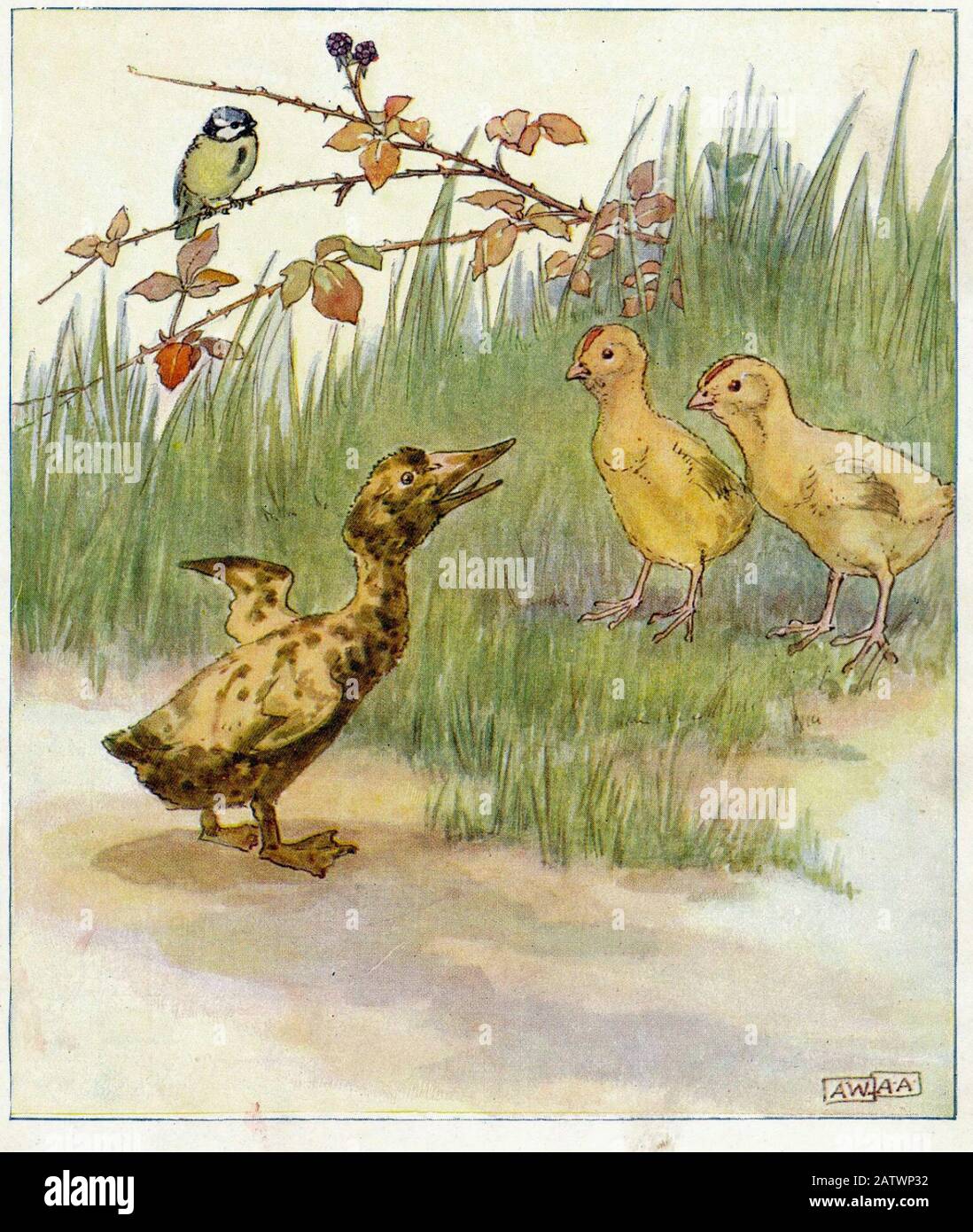 The Daring Duckie Book 1915  -  Illustration by Anne Anderson (1874 - 1930) Stock Photo
