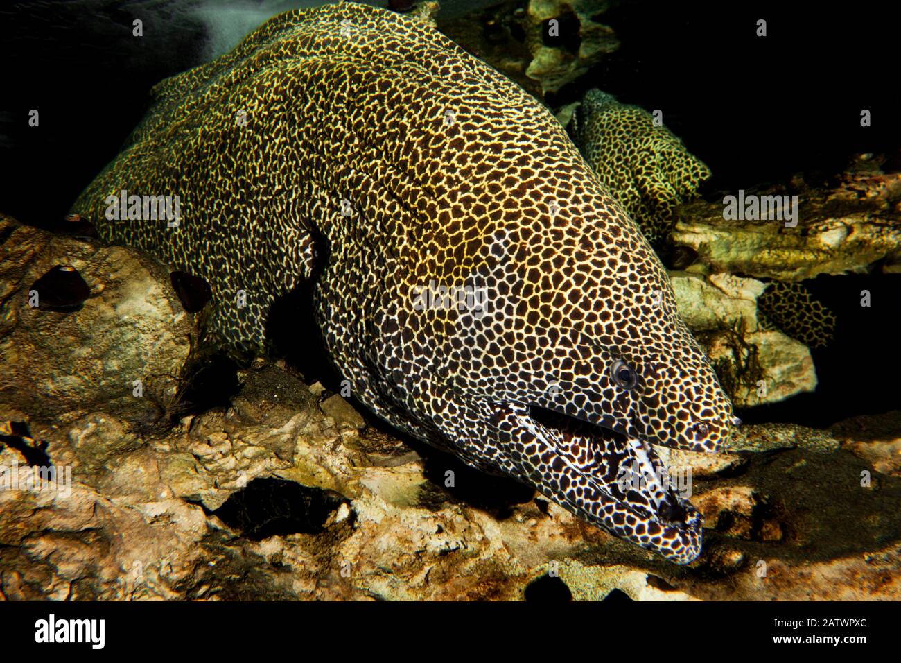 Honeycomb Moray Eel, gymnothorax favagineus, Adult with Open Mouth, South Africa Stock Photo