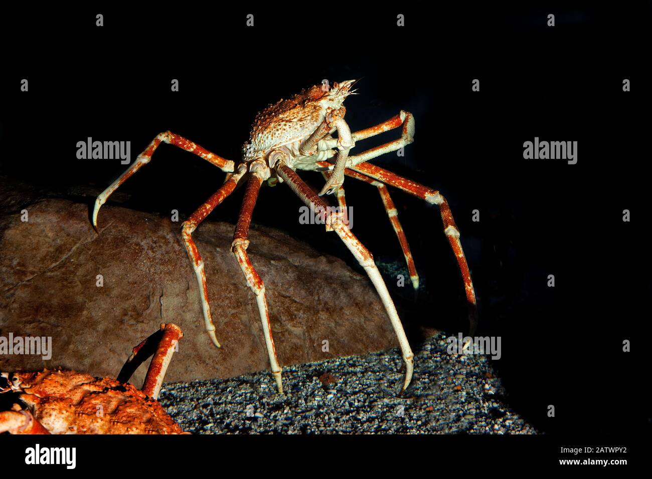 Japanese Spider Crab Or Giant Spider Crab Macrocheira Kaempferi Adult Stock Photo Alamy