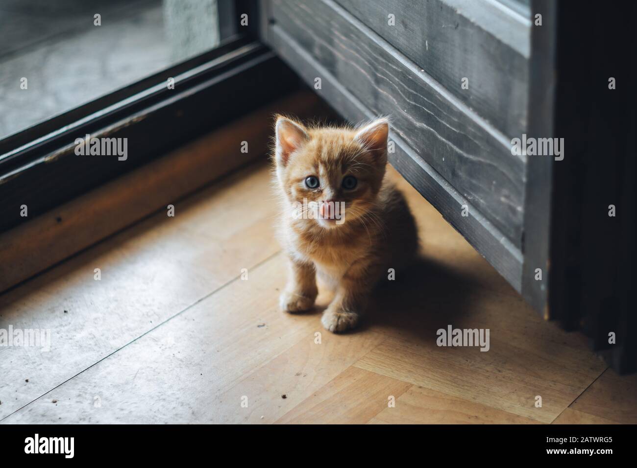 Little orange blue eyed kitten Stock Photo