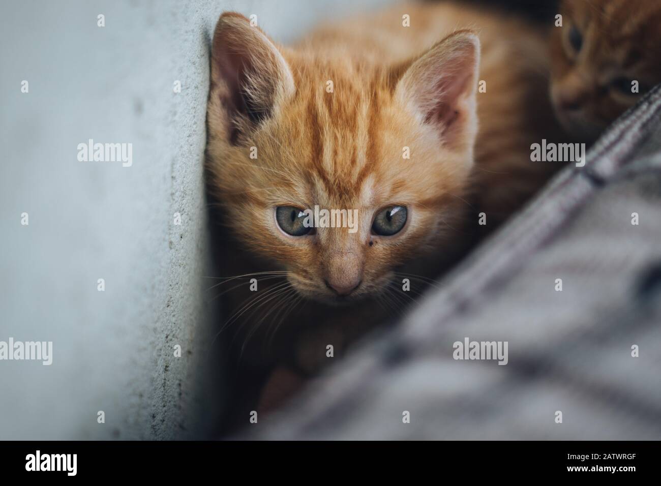 Little orange blue eyed cat Stock Photo