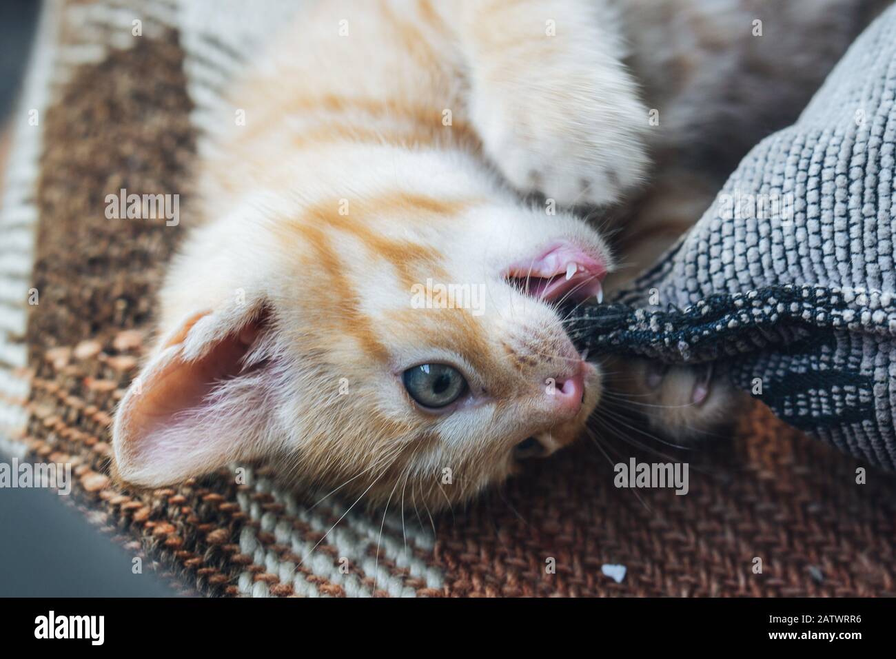 Little orange blue eyed cat Stock Photo