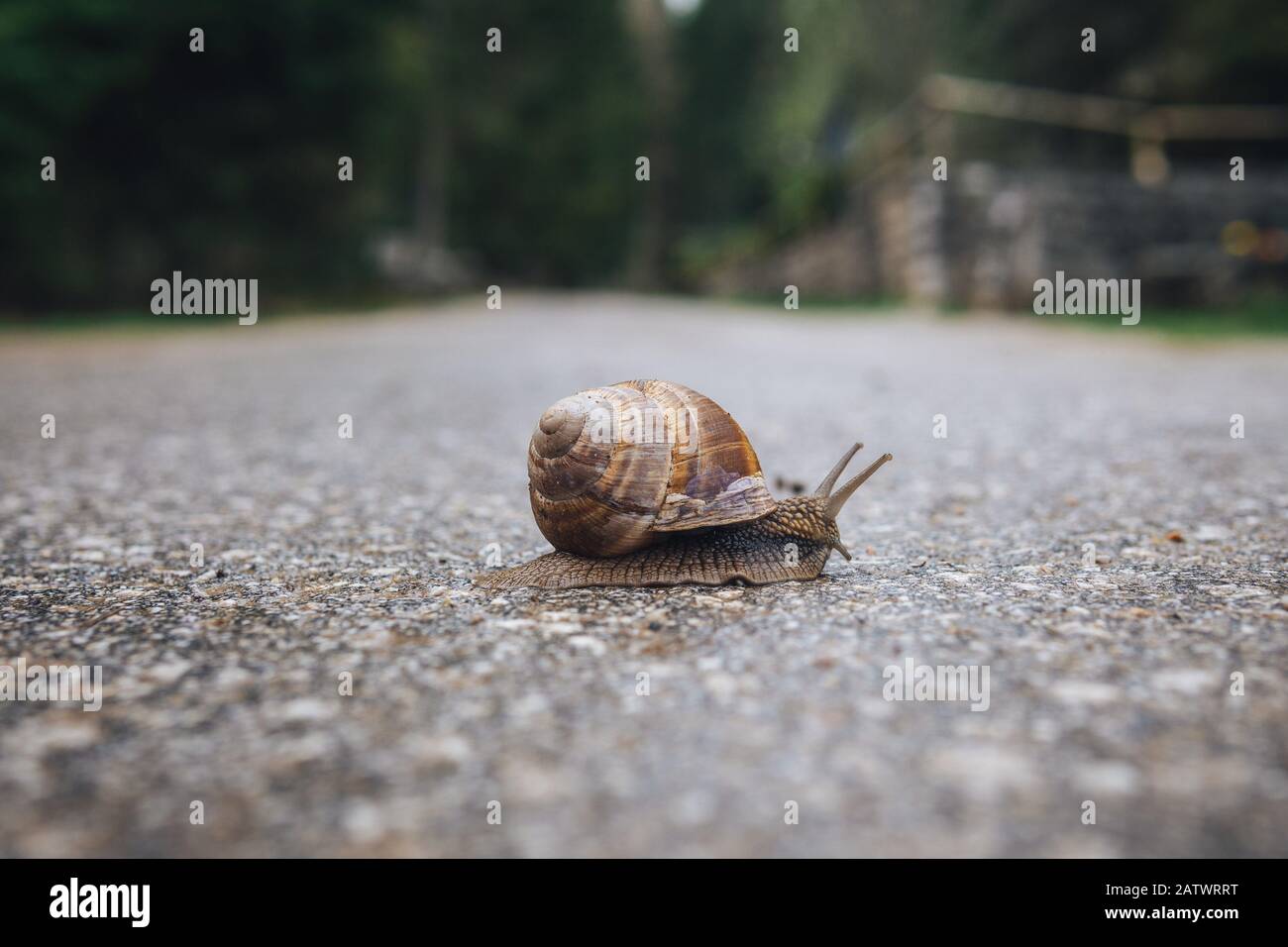Little snail on the road Stock Photo