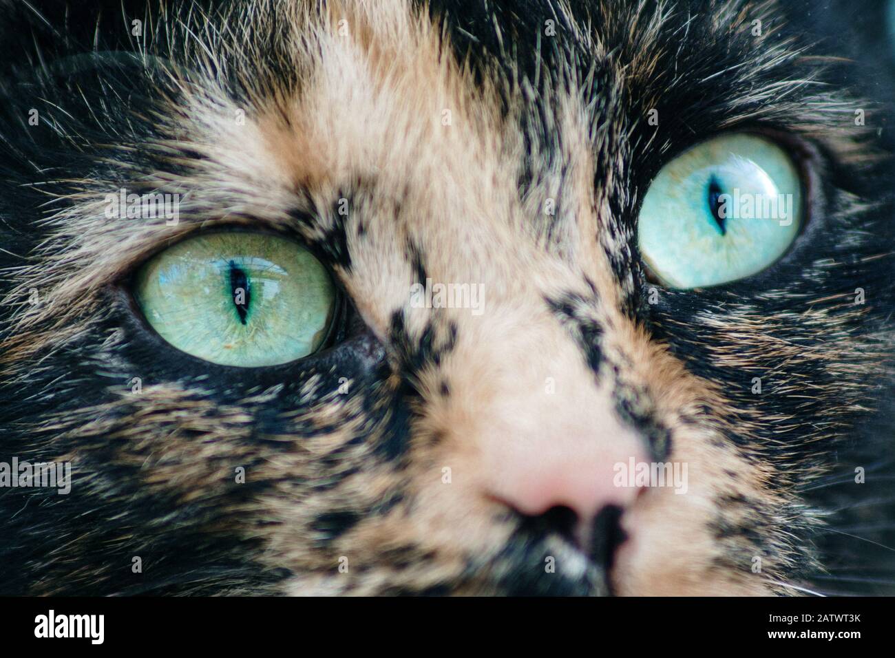 Close up shot of a cats eye Stock Photo