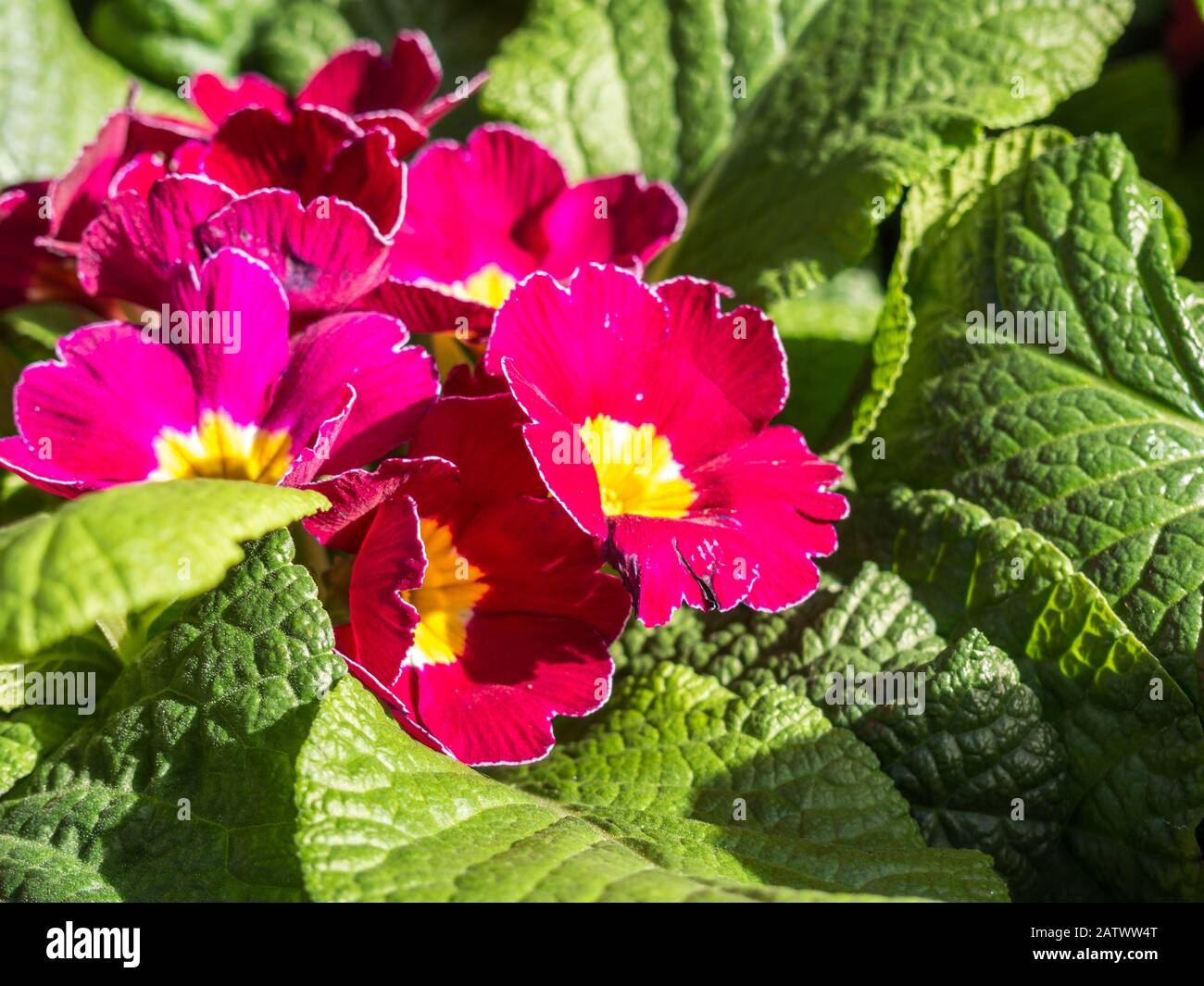 red primrose in springtime Stock Photo