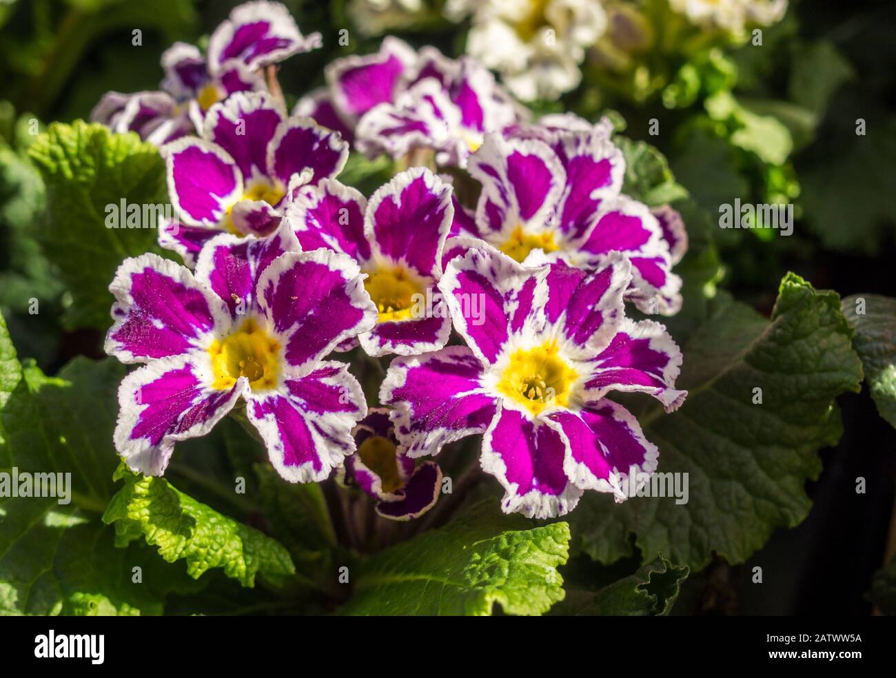 Purple White Primrose Hybrid in spring Stock Photo