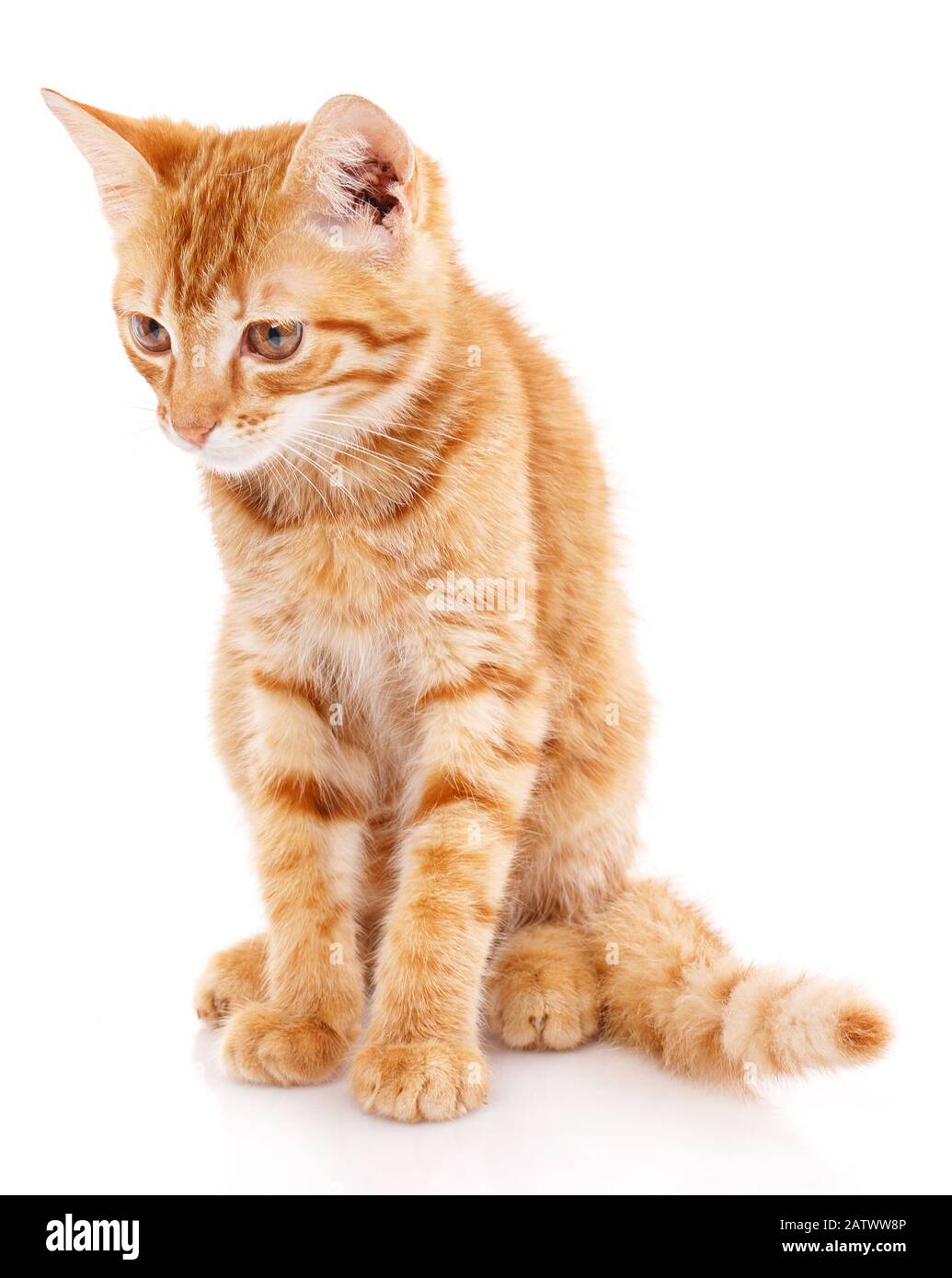 Red kitten. Sitting cat. Kitten on a white background. Stock Photo