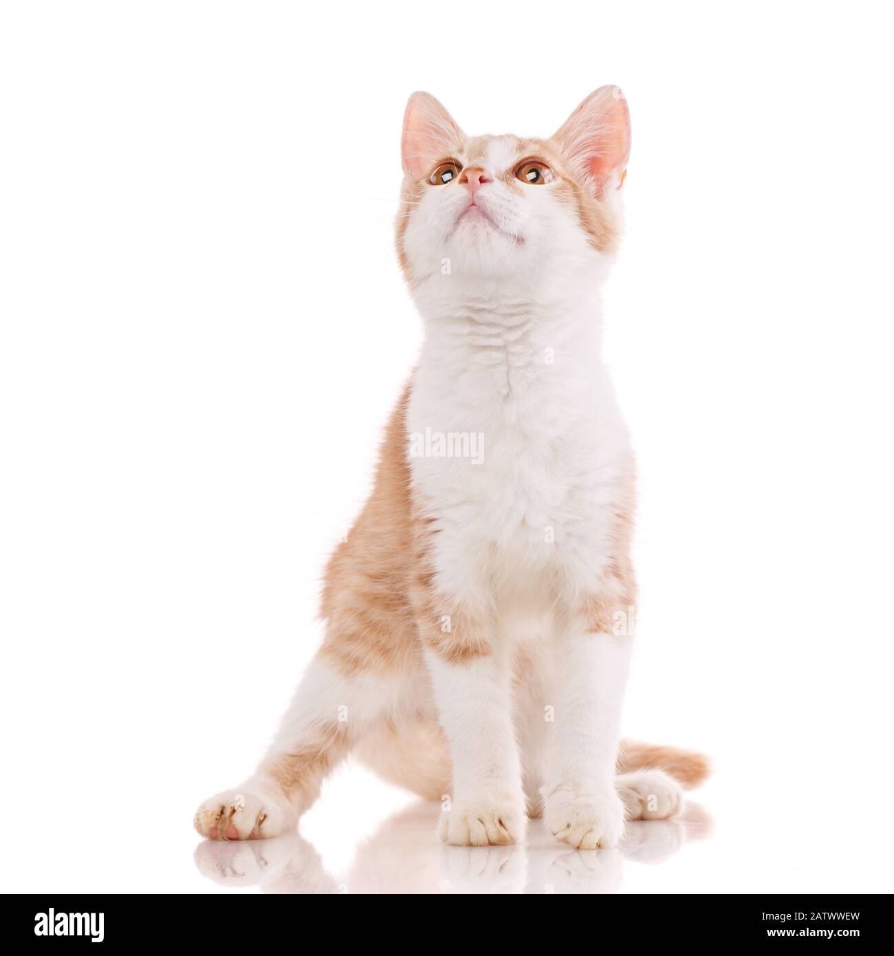 Red kitten. Sitting cat. Kitten on a white background. Stock Photo