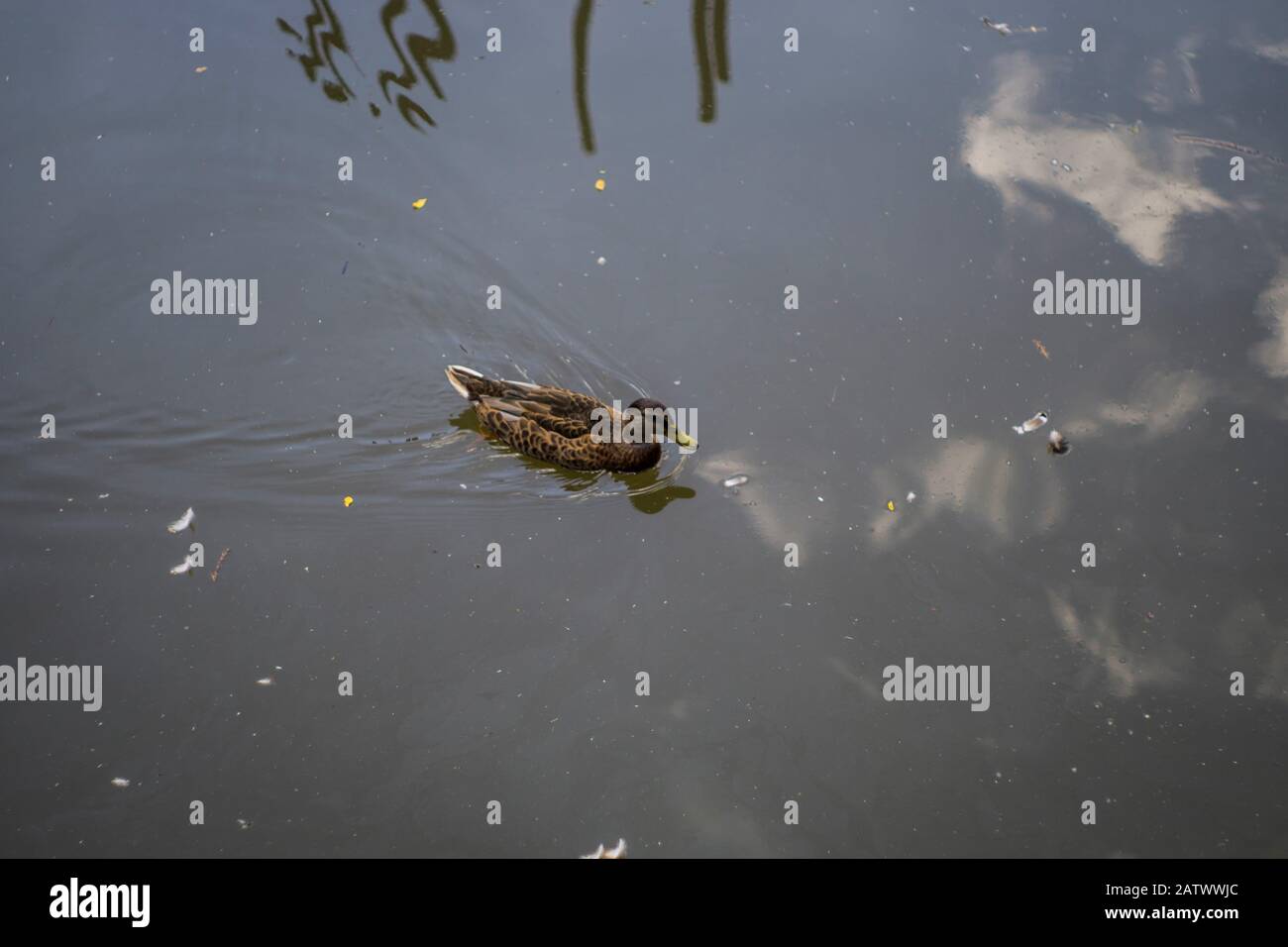 Ducks in a lake in Hanau Stock Photo