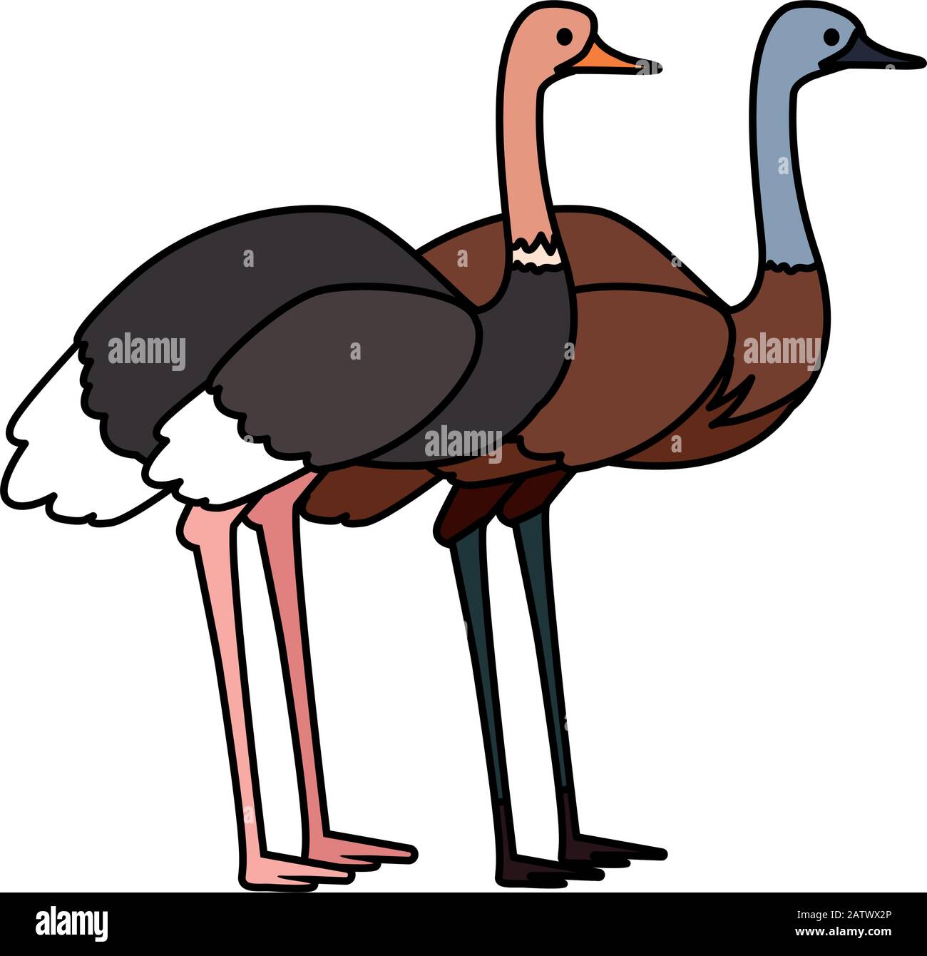 emu and ostrich on white background vector illustration design Stock ...