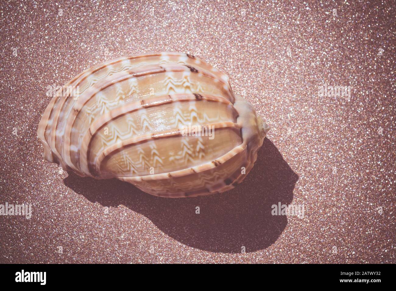 Decorative brown sea shell close up, vintage background Stock Photo - Alamy