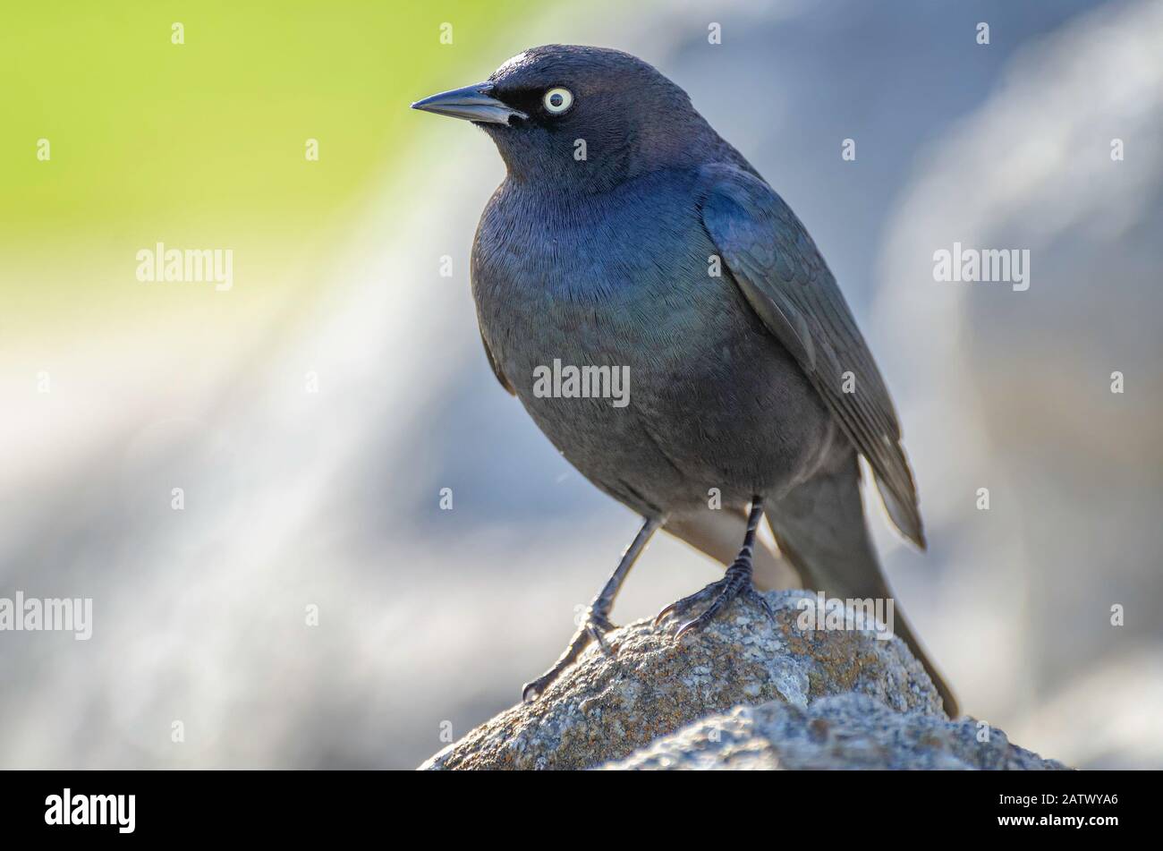 Brewer's blackbird (Euphagus cyanocephalus), Pacific Grove, CA. Stock Photo